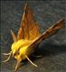 1913 (70.234) Canary-shouldered Thorn